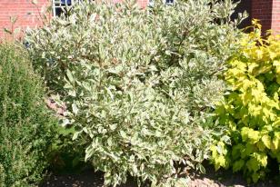 Cornus alba ˝Elegantissima˝