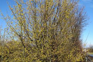 Cornus mas