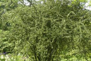 Cotoneaster dielsianus