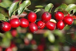 Cotoneaster dielsianus