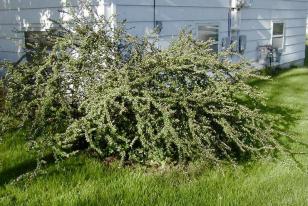 Cotoneaster divaricatus