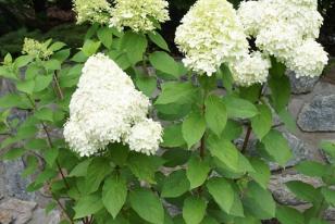 Hydrangea paniculata