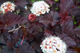 Physocarpus opulifolius ˝Diabolo˝