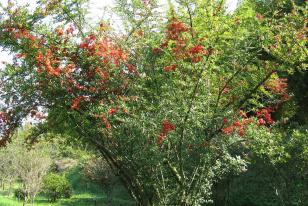 Pyracantha coccinea