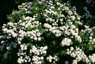 Spiraea x vanhouttei