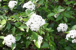 Viburnum x burkwoodii