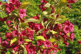 Weigela x hybrida