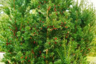 Taxus baccata